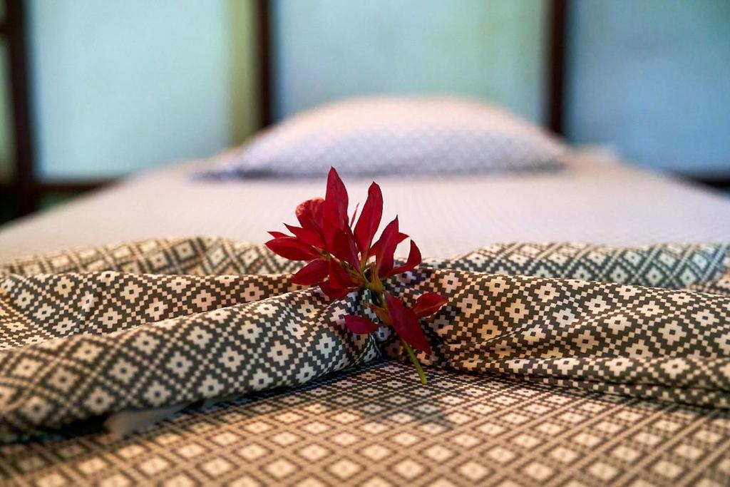 Luz En El Cielo Eco-B&B/Hostel Монтесума Екстериор снимка